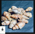 Silex Gastropod- Sea Snail Fossils