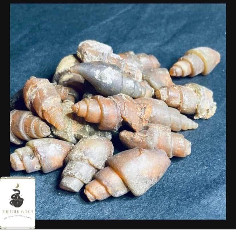 Silex Gastropod- Sea Snail Fossils